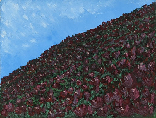 Tulips on a Hill